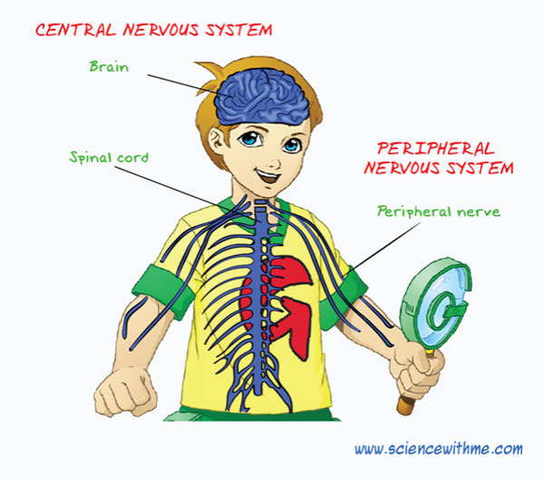 Nervous System Coloring Page The Human Nervous System Coloring And