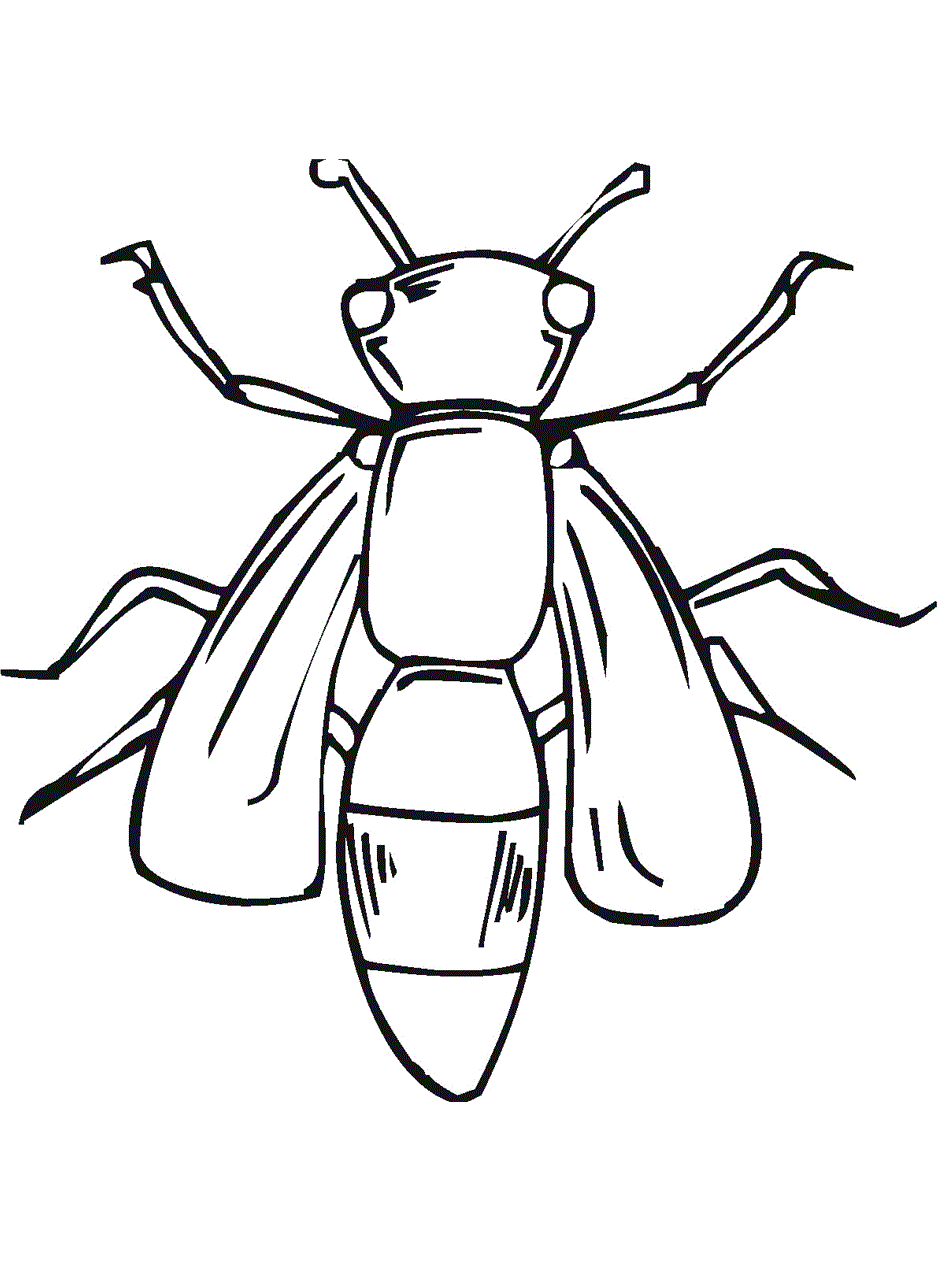 Whether it is ants, spiders, bees, they come together in this gallery of pictures of insects to print and color ! Lightning Bug Coloring Page Darwing Free Image Download