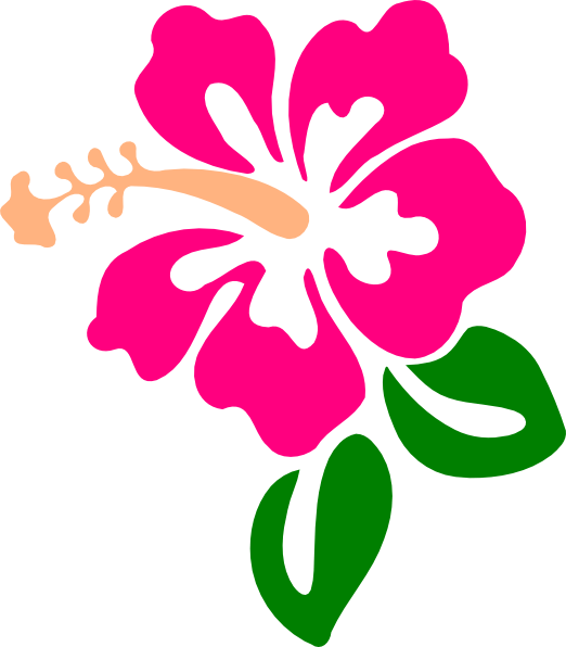 Here you can begin to add more pink color tone and draw the hibiscus petals darker. Hawaiian Gumamela Flower Drawing Free Image Download