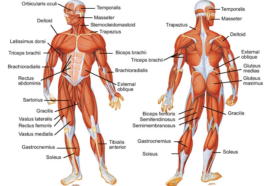 But there is still so much of it that's a mystery. Muscle Diagram Of Human Body Free Image Download