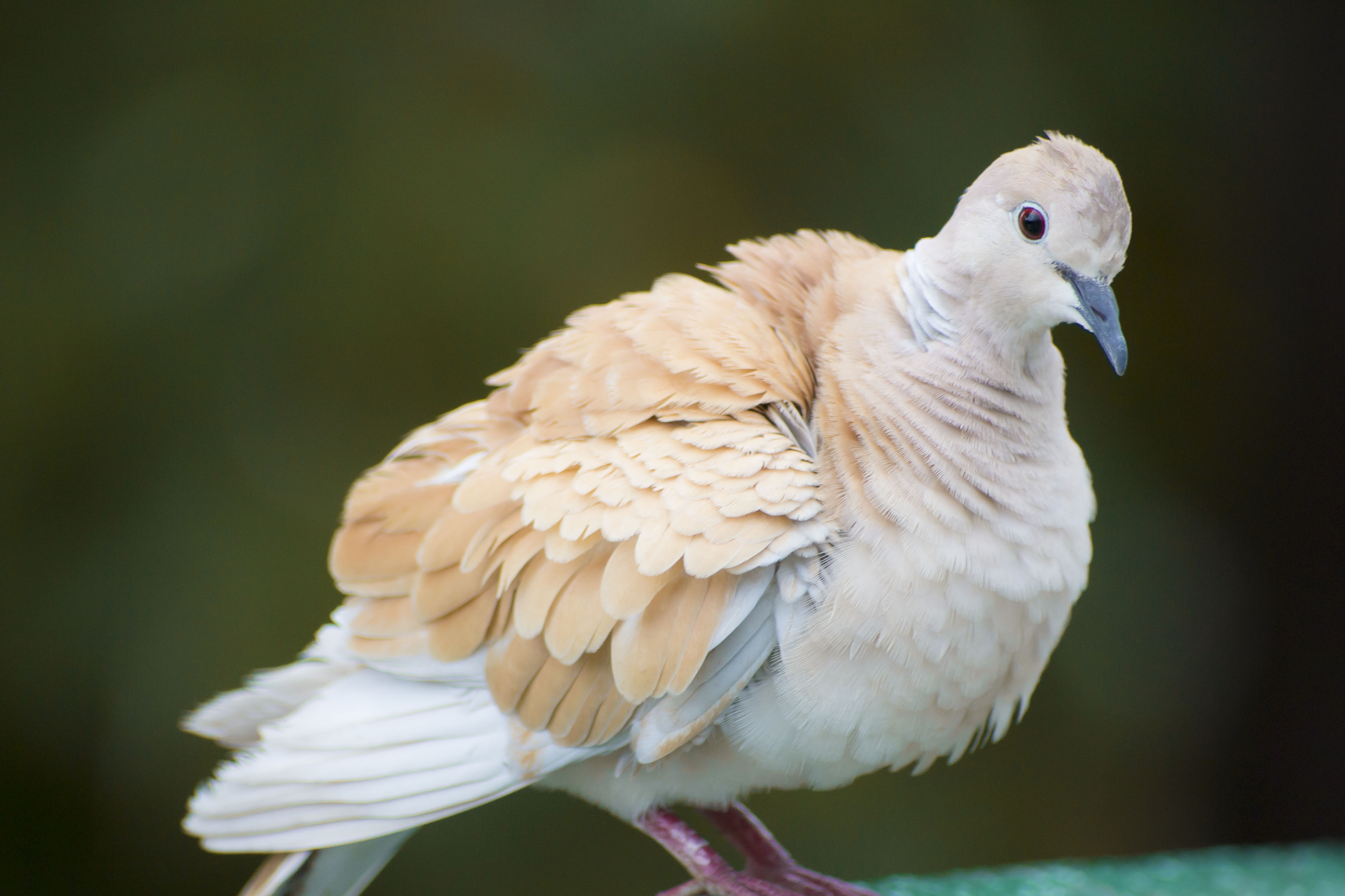 See 358 unbiased reviews of lil' black bear cafe, rated 4.5 of 5 on tripadvisor and ranked #8 of 173 restaurants in pigeon forge. Cute Pigeon Bird Free Image Download