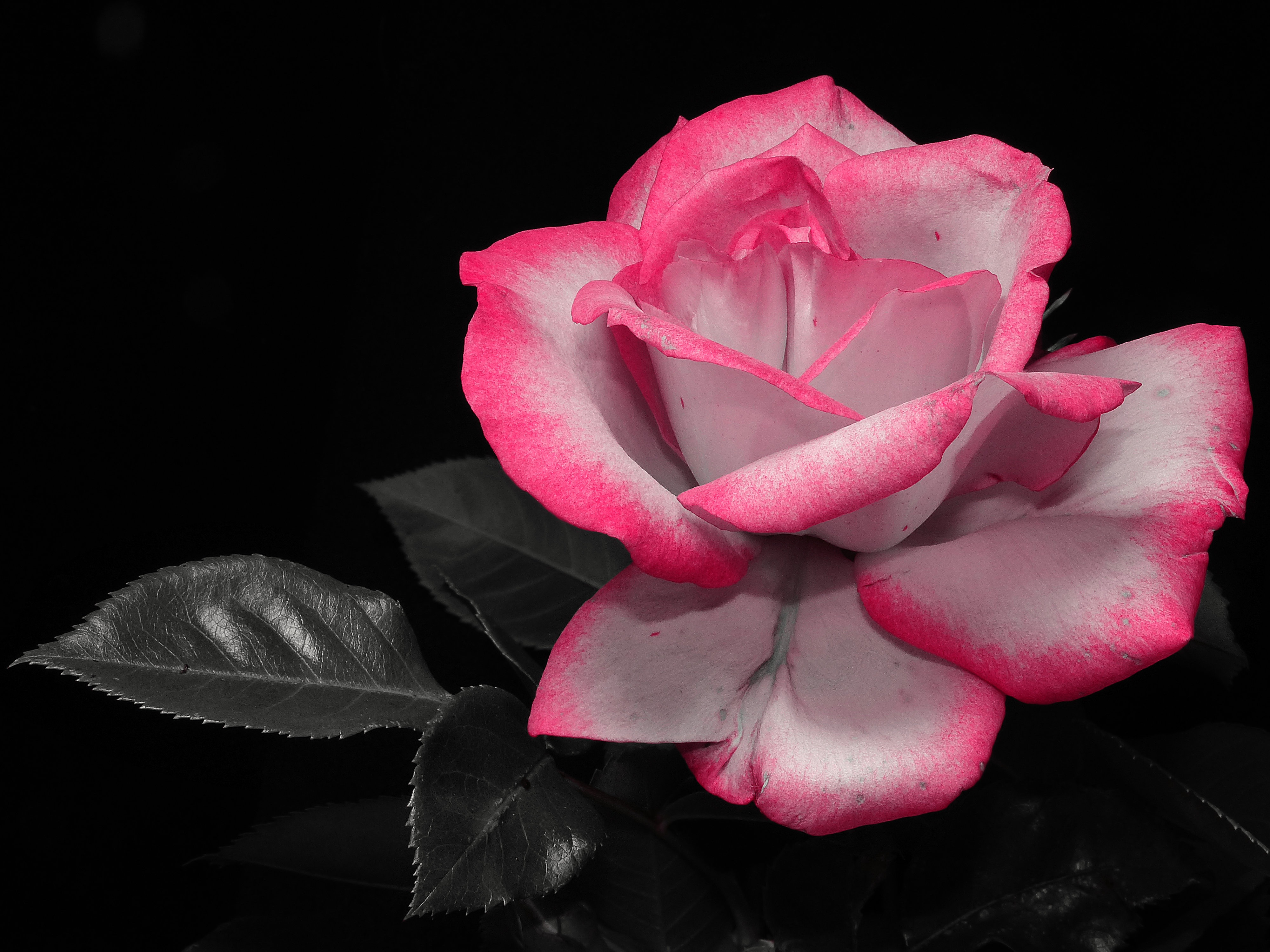 Download this free hd photo of rose, plant, flower and blossom by dylann hendricks | 딜란 (@dylanhendricks) Pink White Rose Flower On A Black Background Free Image Download