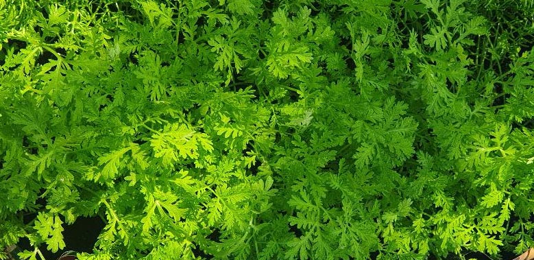 Artemisia Annua L Armoise De Chine