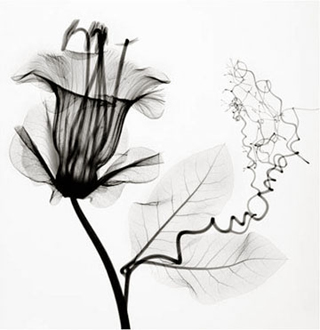 Garden Secrets: Radiological Plant Photography by Steven Meyers