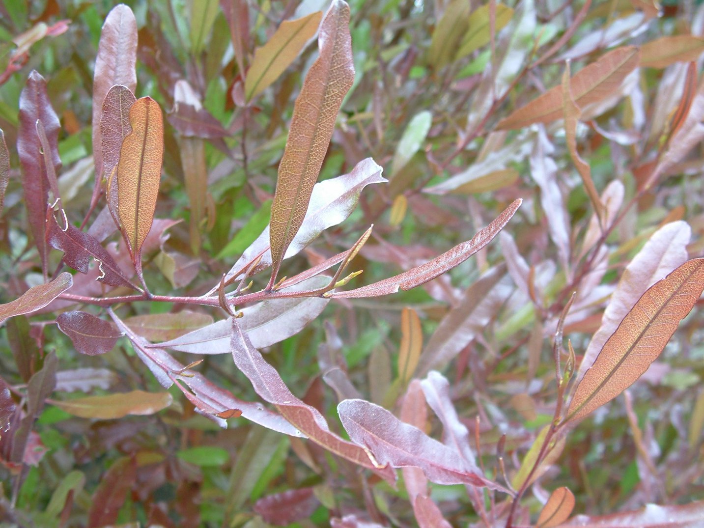 A meduim sized shrub with narrow bronzy green 10 cm long leaves turn purple with cooler weather. Dodonaea viscosa 'Purpurea'