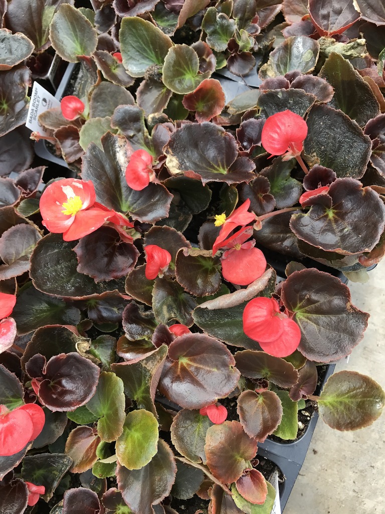 Begonia, fibrous bada boom scarlet. Bada Boom Scarlet Begonia Bada Boom Scarlet North Shore Plant Club