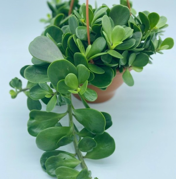 Trailing Jade Hanging Basket (8") Plant Van