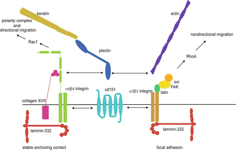Biology of the Basement Membrane Zone | Plastic Surgery Key