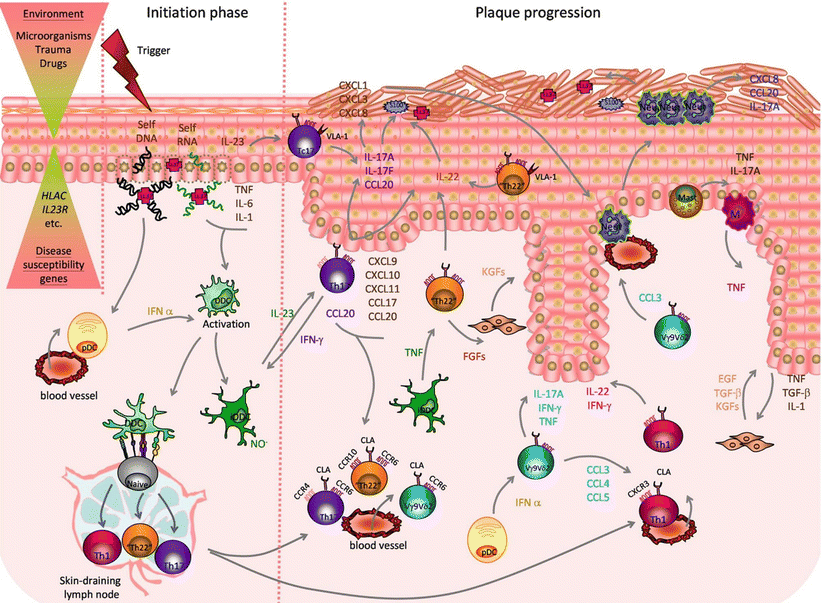 Immunopathogenesis of Psoriasis | Plastic Surgery Key