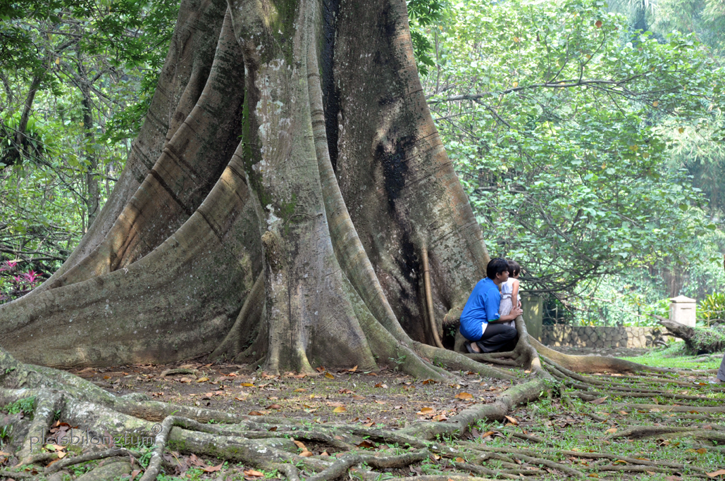 Kumpulan gambar tentang pohon randu alas, klik untuk melihat koleksi gambar lain di kibrispdr.org. Pohon Randu Cigudeg Pleis Bilong Tu Mi
