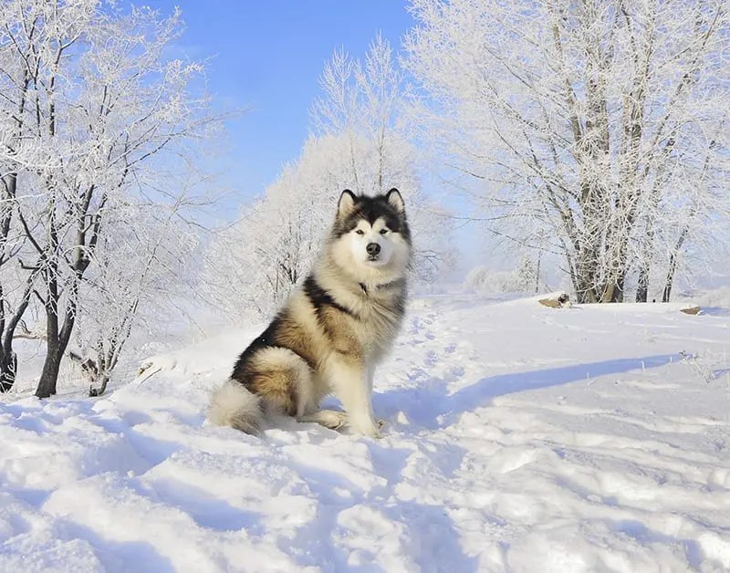 A standard male dog is commonly known as a dog. in technical terms, this implies that the dog hasn't fathered any young, nor has it been used for breeding. Alaskan Malamutes