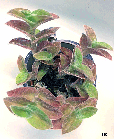 They're typically less demanding than dogs and easily adjust to living spaces and lifestyles. Kitten S Ears Cyanotis Is An Easy To Grow Succulent With Unusual Leaves Plum Bird Corner