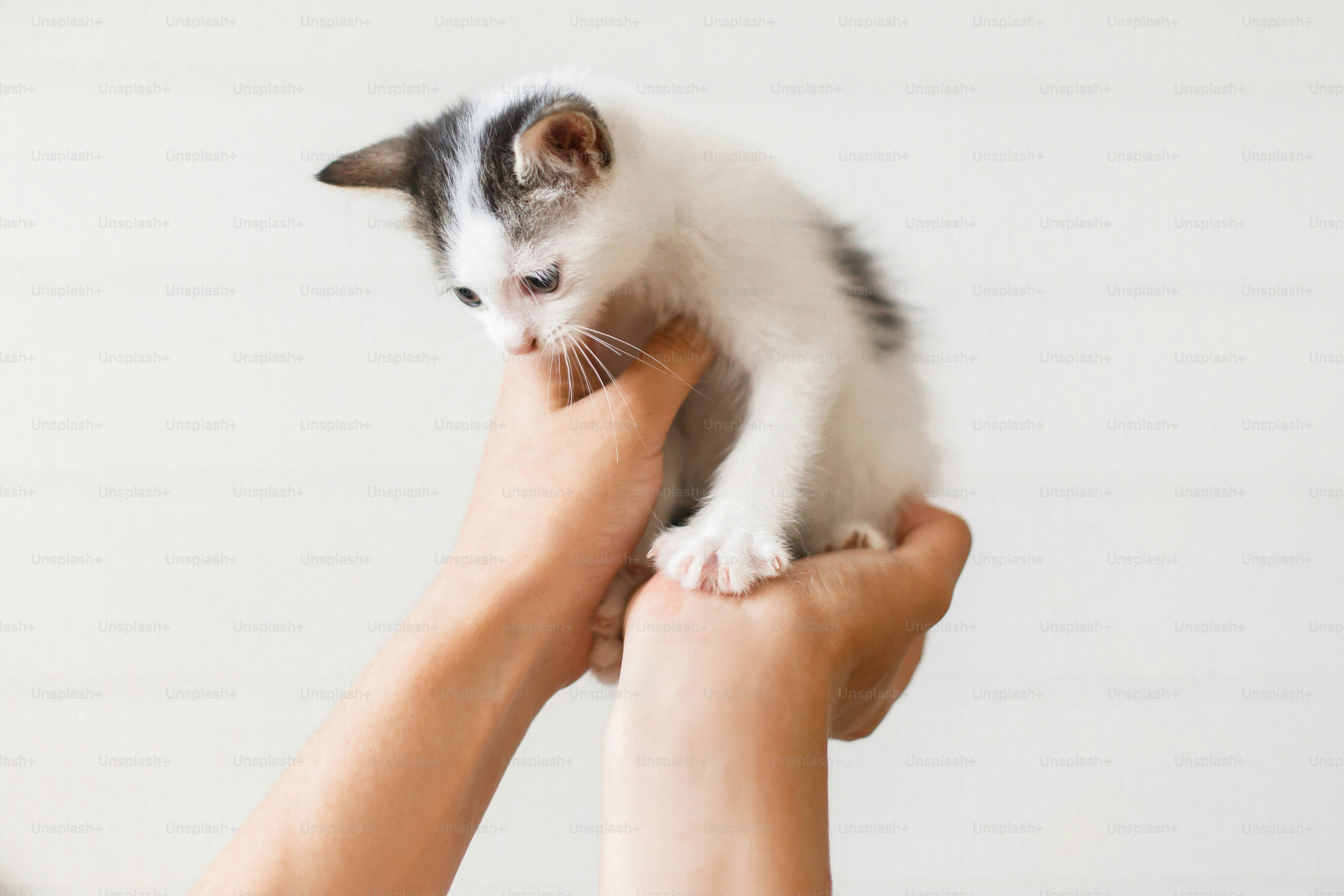 7 Ways to Bond Better in Pet Cats World