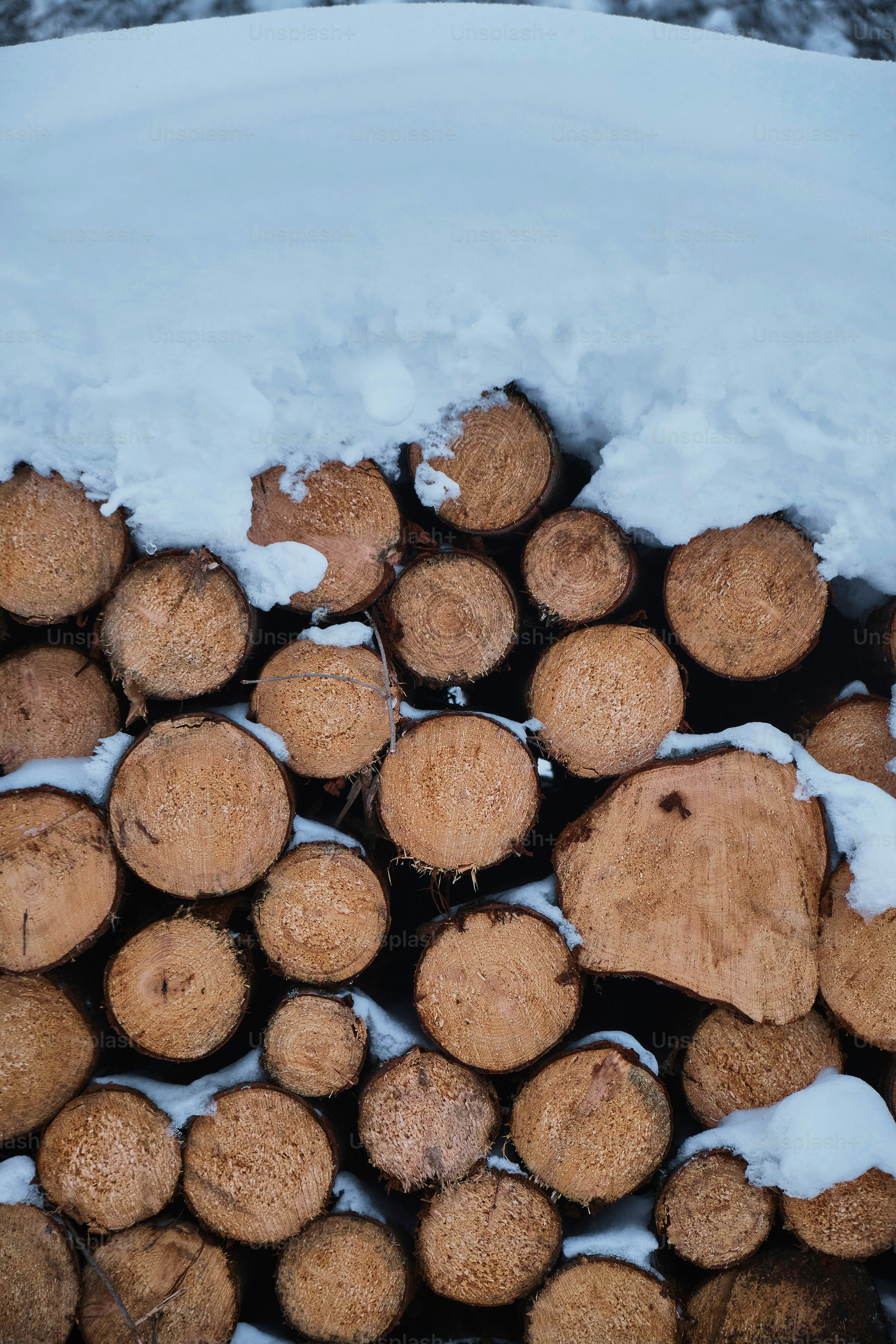 6 Weather-Related Tips for Baiting Woodchucks