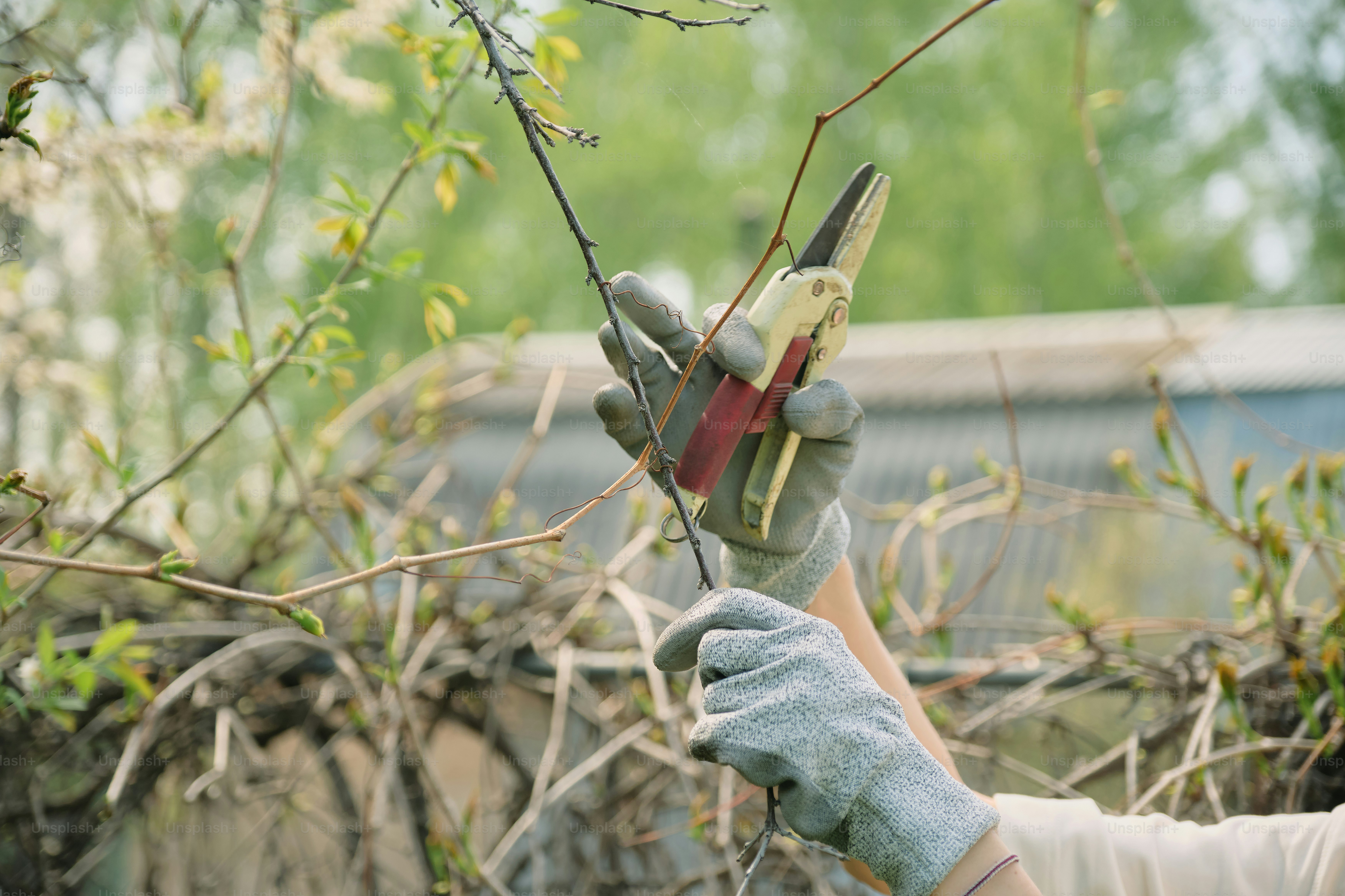 8 Tree Service Tips for Pruning Young Trees Properly