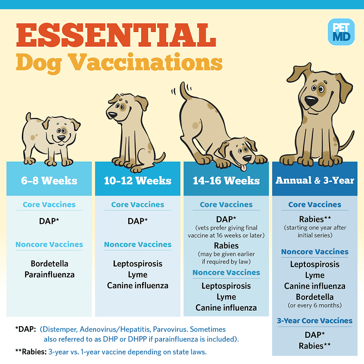 Vaccination – Avada Veterinarian