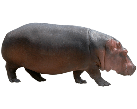We also offer you the option to own our complete free png collection in one easy bulk download. Hippo Png Images Free Download