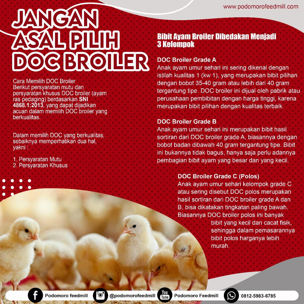 Jangan Asal Pilih DOC Broiler, Podomoro Poultry Equipment