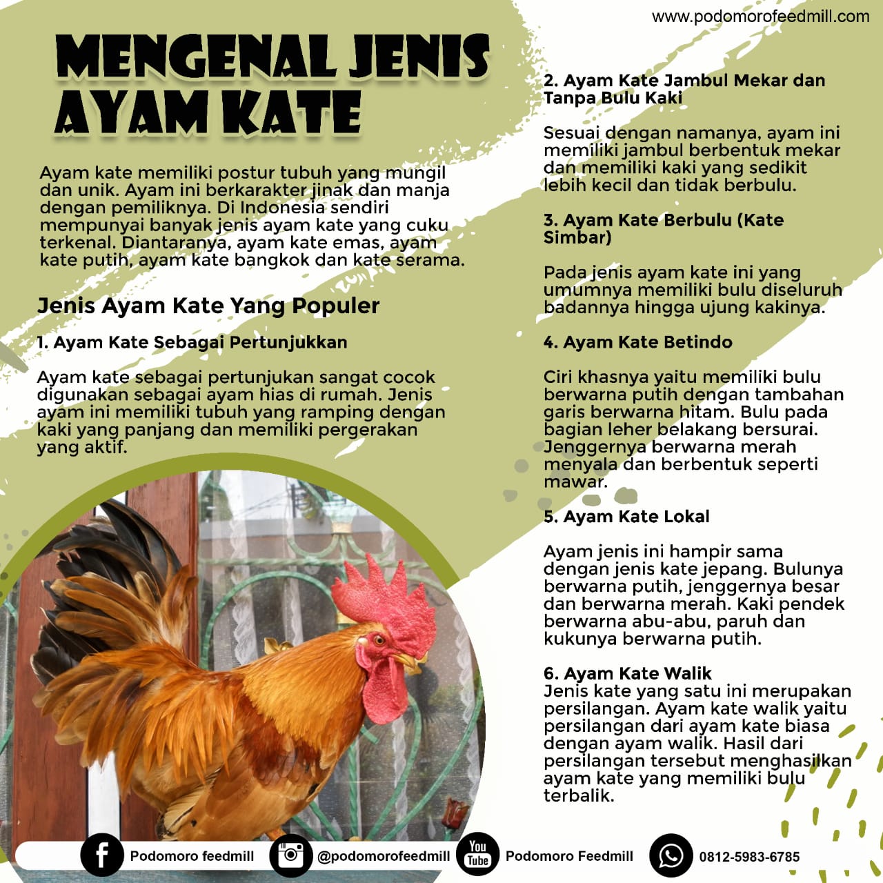 Mengenal Jenis Ayam Kate, Podomoro Poultry Equipment