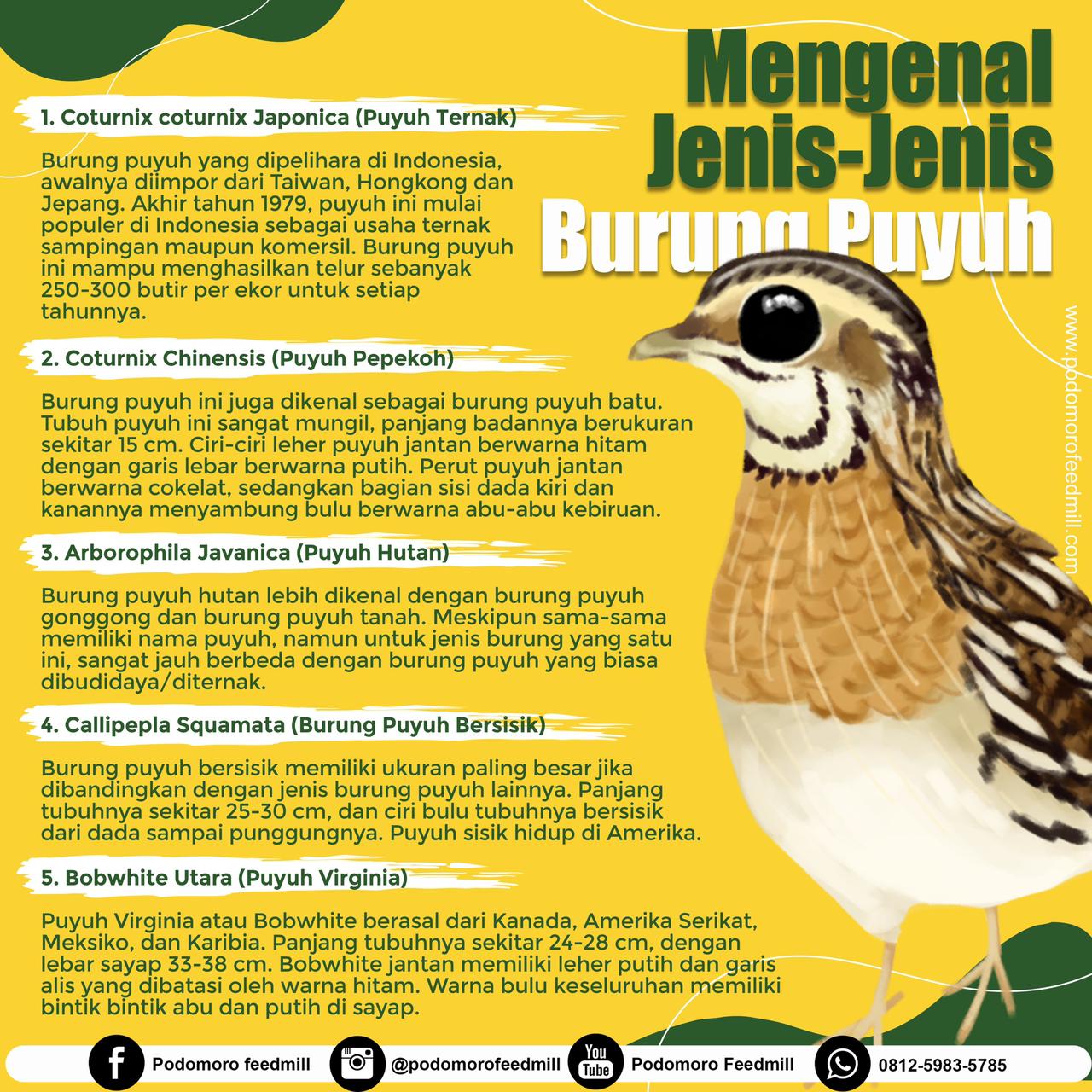 Jenis-Jenis Burung Puyuh, Podomoro Poultry Equipment