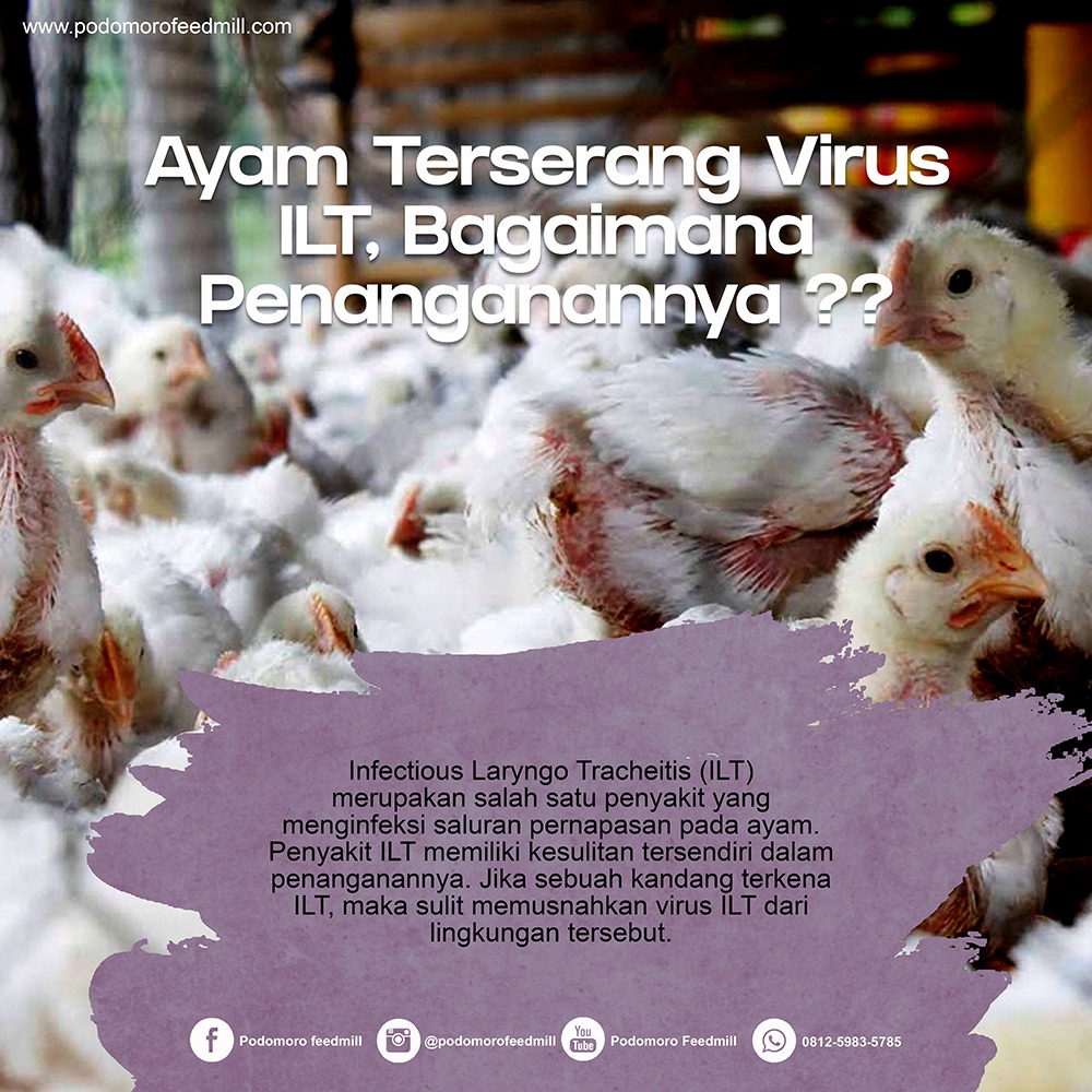 Infectious Laryngo Tracheitis (ILT) Pada Ayam, Podomoro Poultry Equipment