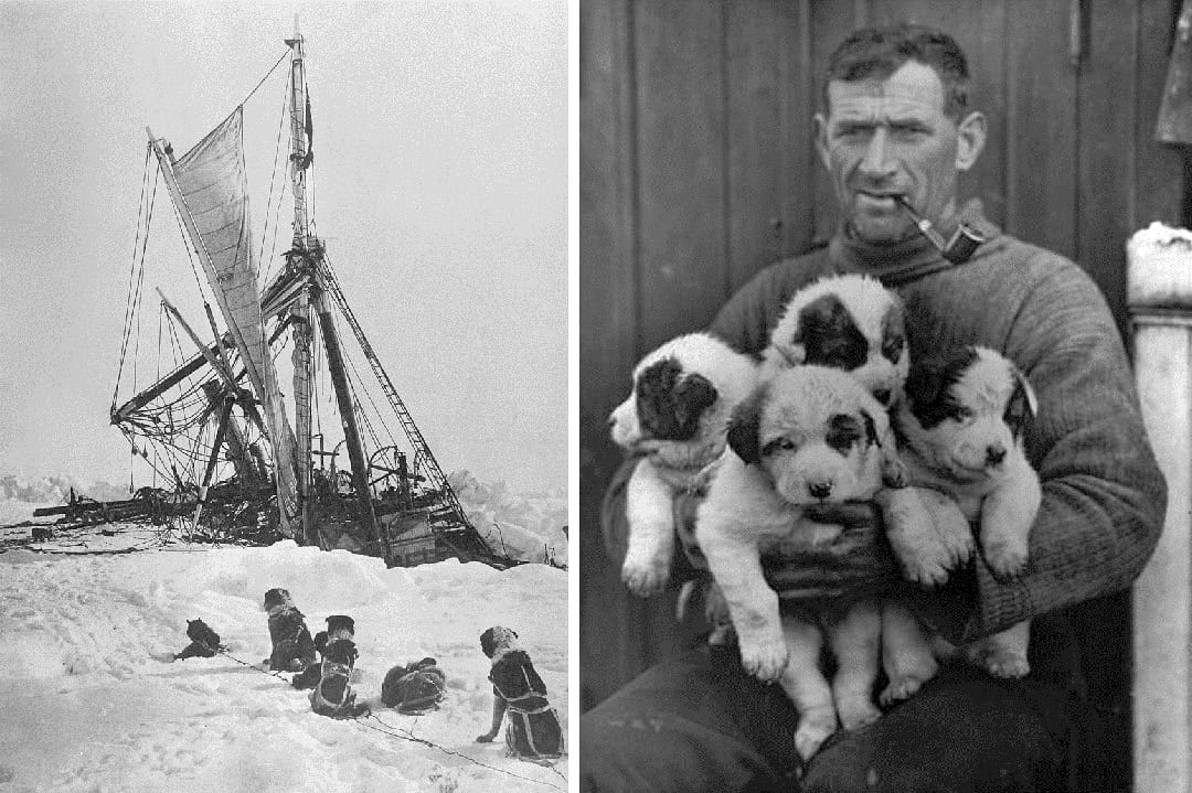 Did you know there were 69 dogs on board the endurance, each weighing around 100lb? Antarctic Explorers Let Sled Dogs Starve Polarjournal