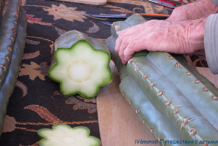 сан педро напиток приготовить. Смотреть фото сан педро напиток приготовить. Смотреть картинку сан педро напиток приготовить. Картинка про сан педро напиток приготовить. Фото сан педро напиток приготовить сан педро напиток приготовить. Смотреть фото сан педро напиток приготовить. Смотреть картинку сан педро напиток приготовить. Картинка про сан педро напиток приготовить. Фото сан педро напиток приготовить