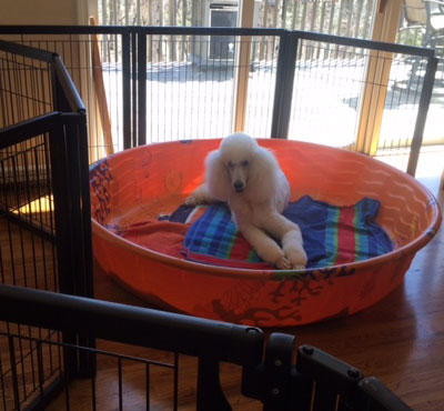 standard poodles georgia