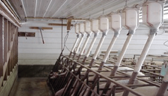 Feeding Systems For Swine Pork Information Gateway