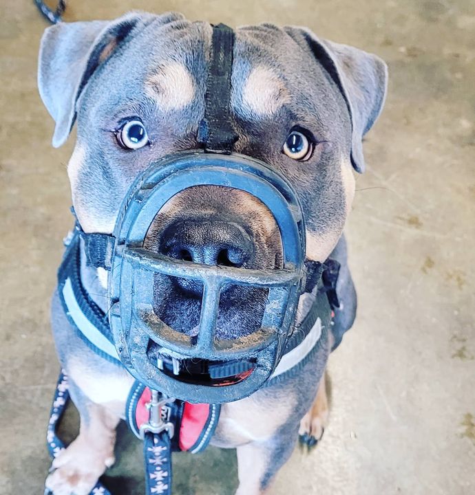 dean & tyler freedom muzzle