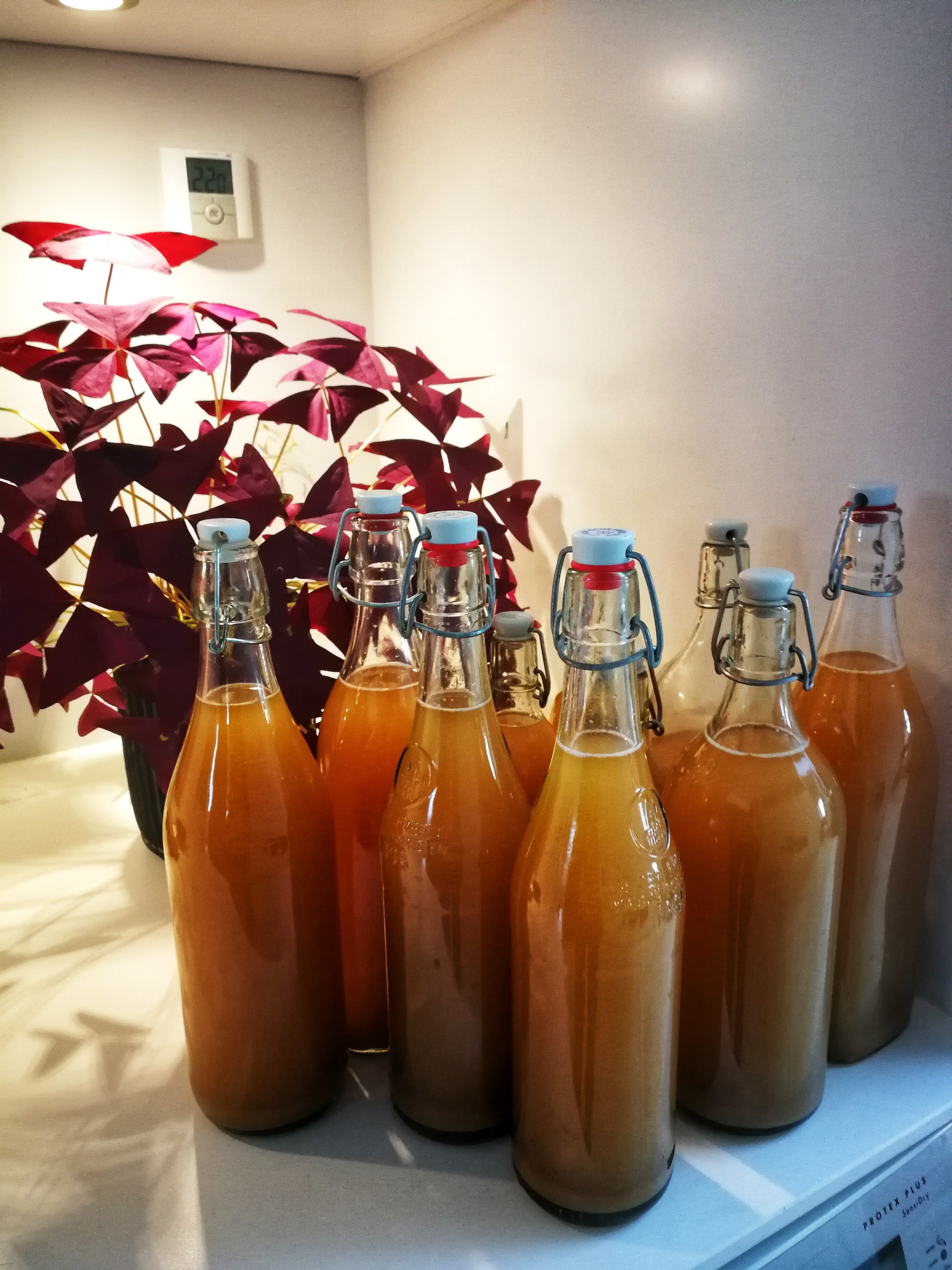Real Ginger Beer low alcohol home brewed ginger beer