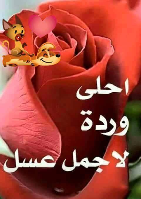 (كان الشافعي كالشمس للدنيا، وكالعافية للناس. ÙÙÙØ§Øª ÙÙØºØ±Ø§Ù ÙØ³Ø§Ø¦ÙÙ , ÙØ³Ø§Ø¡ Ø§ÙØ­Ø¨ ÙØ§ÙØ¬ÙØ§Ù - ÙØ³Ø§Ø¡ Ø§ÙØ®ÙØ±