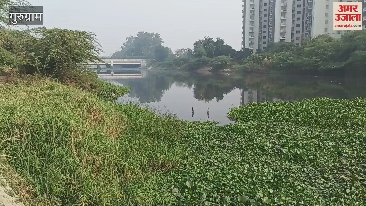 Gurugram: नजफगढ़ ड्रेन से जिले के सात गांवों के किसान परेशान, खेतों में भरा रहता है पानी  Latest Haryana News