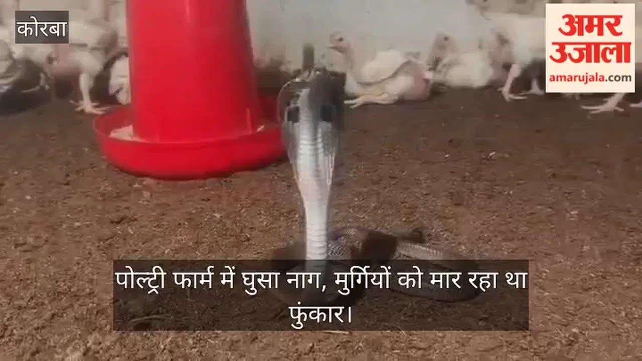 सीजी- कोरबा: सैकड़ों मुर्गियों के बीच फुंफकार रहा था नाग, पोल्ट्री फार्म में मची अफरा-तफरी, सुरक्षित रेस्क्यू किया – INA