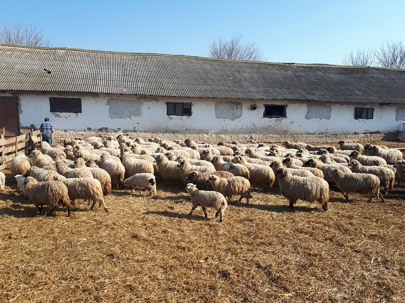 Ioan hlavai, exploatează în jur de o sută de hectare iar în 2019 a reuşit. AcÈ›iune BranÈ™ament La ReÈ›eaua De Electricitate Pentru Ferma AÈ™ezÄƒmantului Sf Arhangheli PoÈ›i Salva O ViaÈ›Äƒ