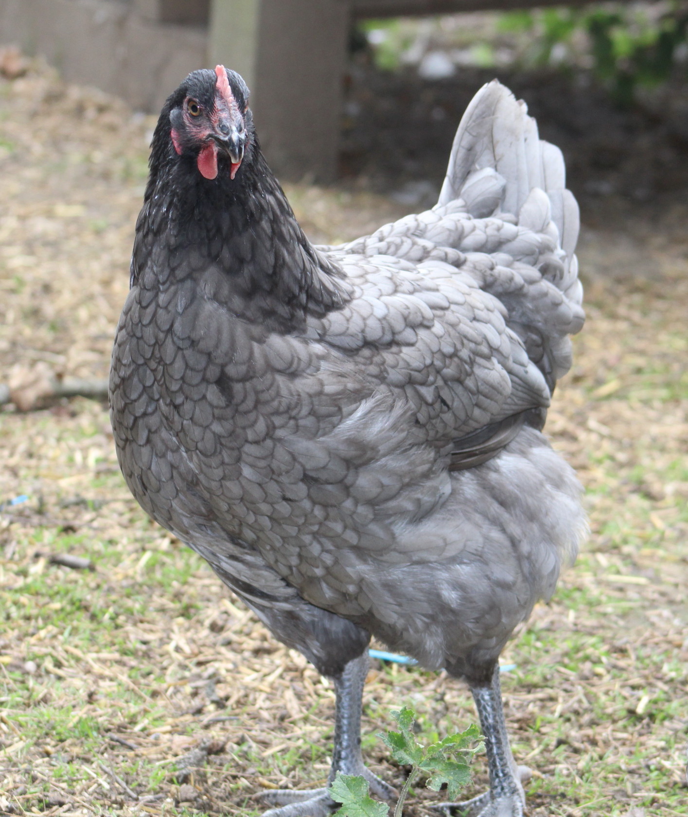 The spruce / charlotte engelsen think you want to keep some chickens on your small farm or homestead? Laying Hens for Sale