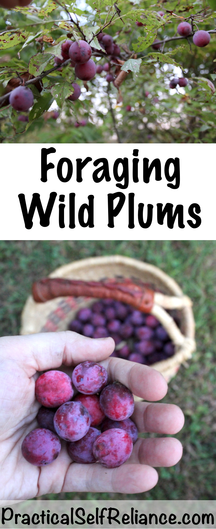 Foraging Wild Plums