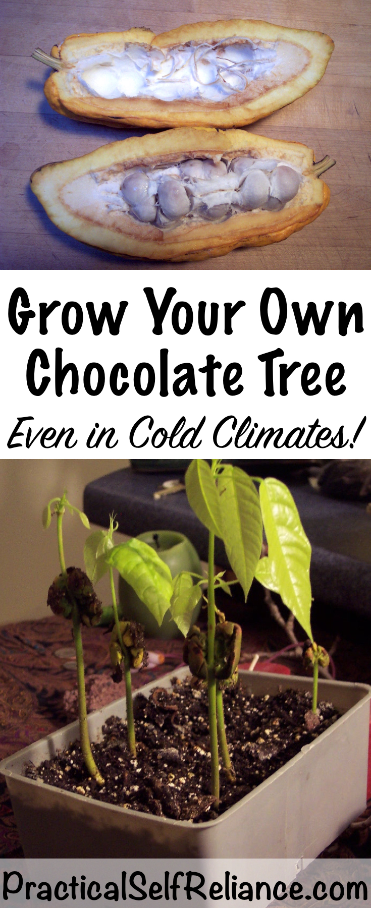 Grow Your Own Chocolate Tree Indoors (Even In Cold Climates)