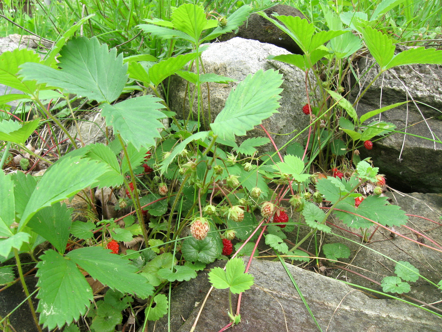 Alpine Strawberries on Rocks