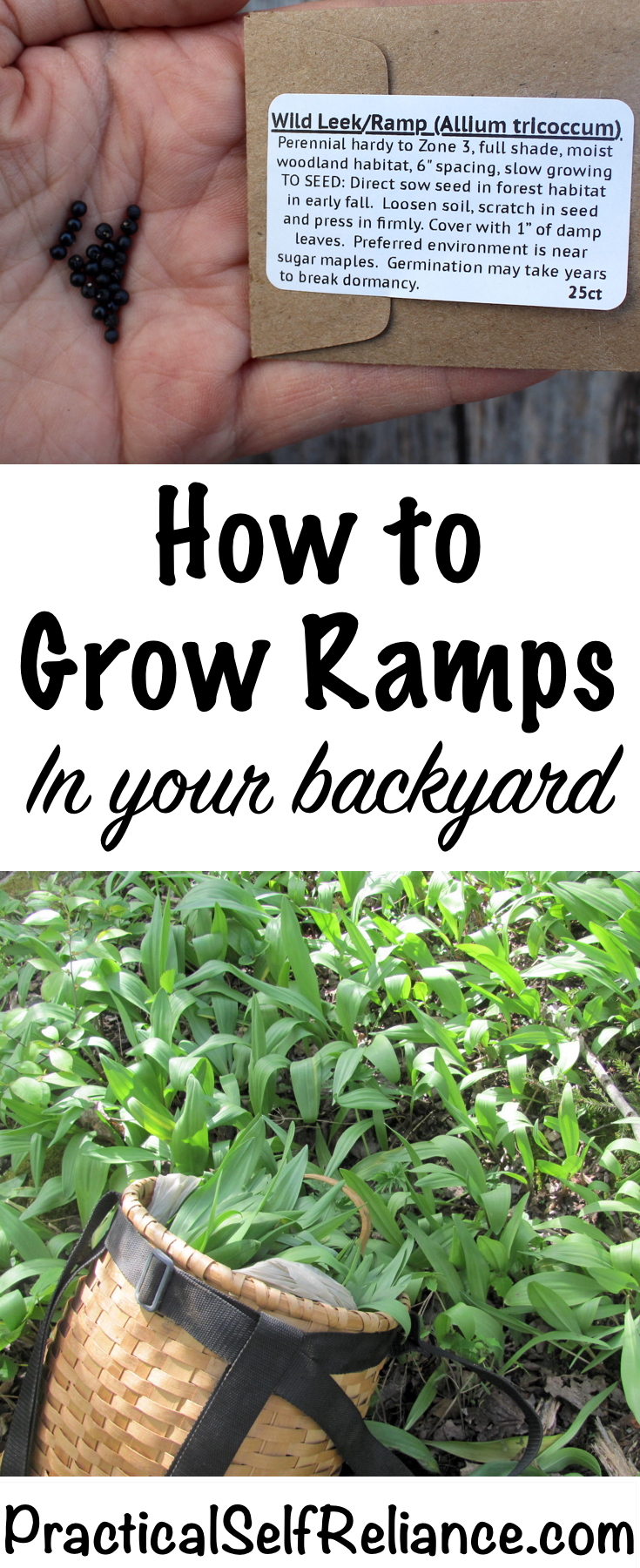How to Grow Ramps