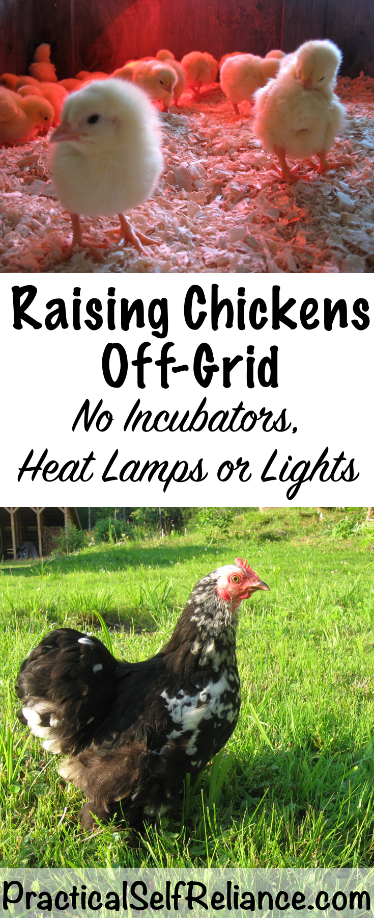 Raising Chickens Off Grid