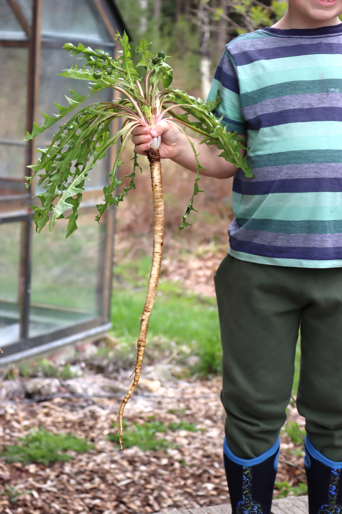 12 Dandelion Root Recipes Dandelion Root 