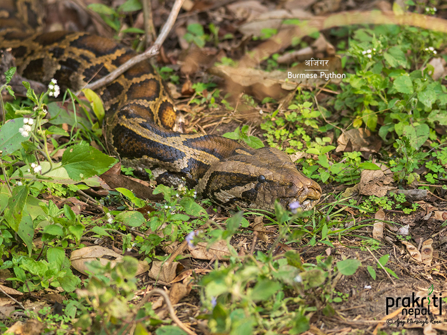 Burmese-Python