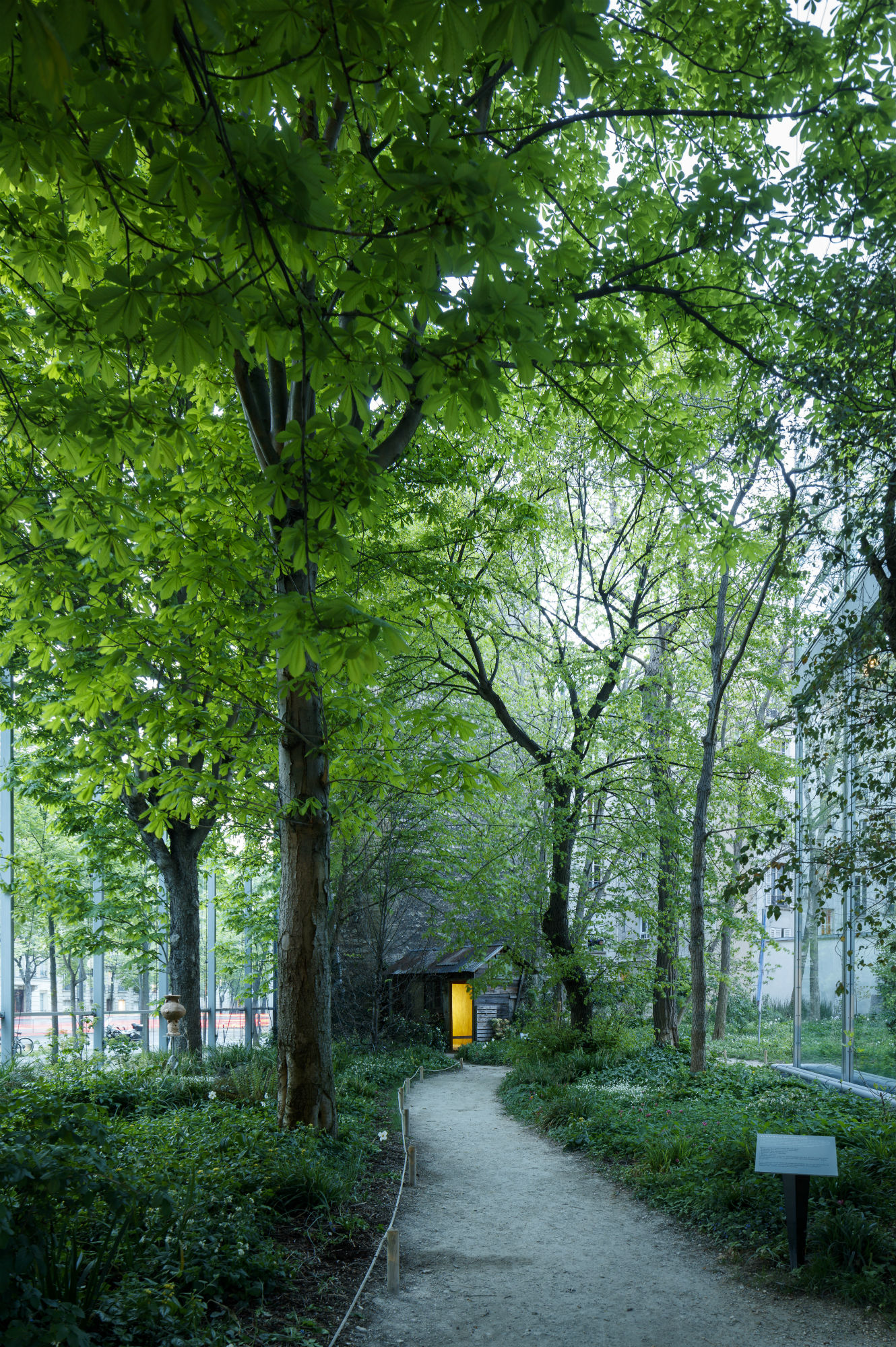 Nous les Arbres : la nouvelle exposition de la Fondation Cartier - GEO