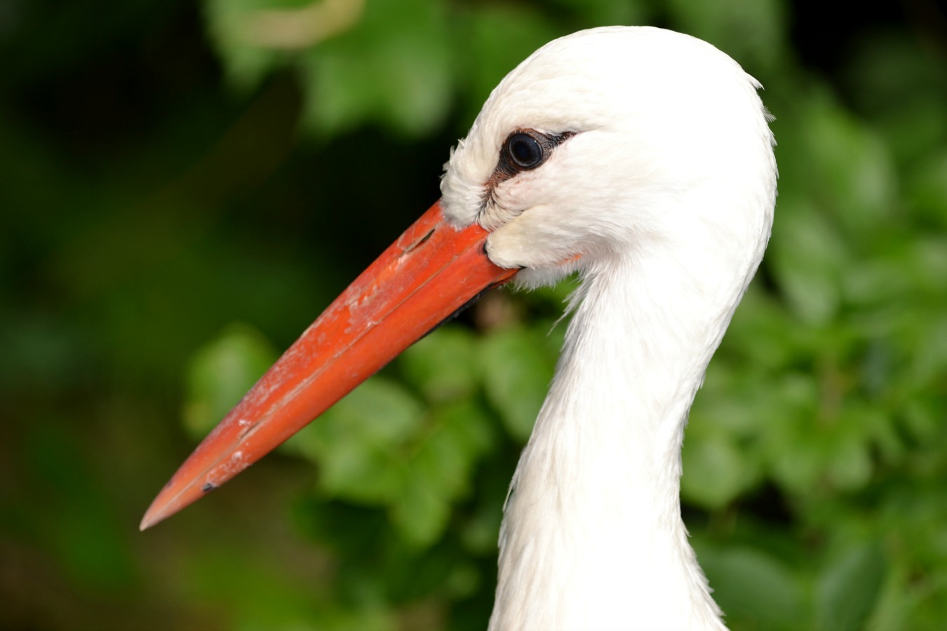 18 oiseaux au bec remarquable - GEO
