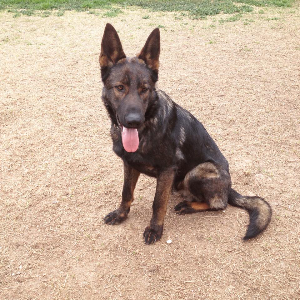 Protection Dog Training Austin Texas Austin Dog Trainers
