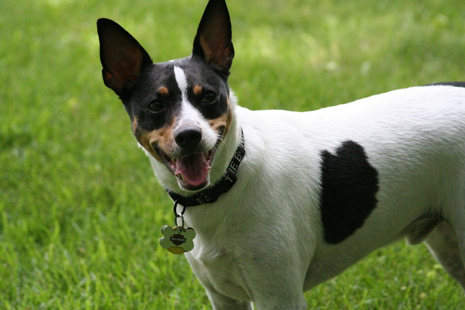 Rat Terrier Training Precision K9 Work