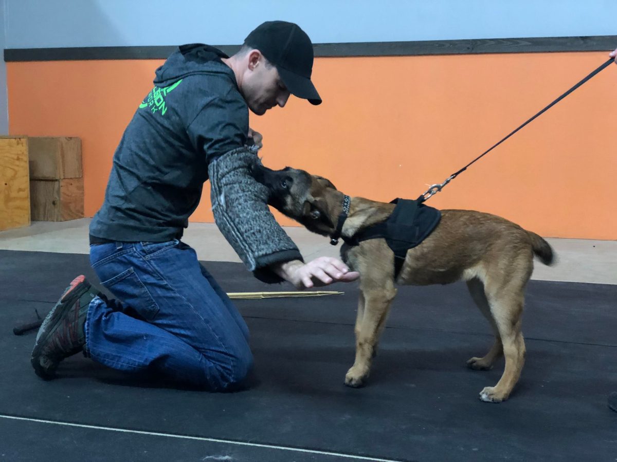 Protection Dog Training Austin Texas Personal Protection Protection Dog Training Austin Texas Personal Protection