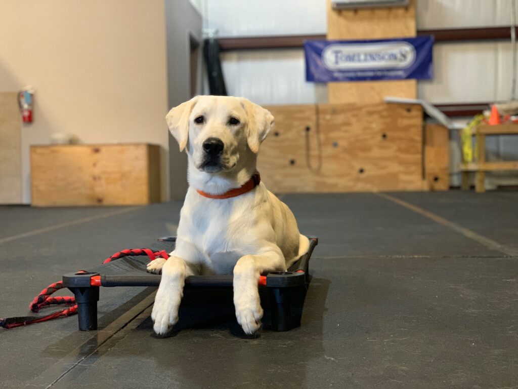 labrador dog training