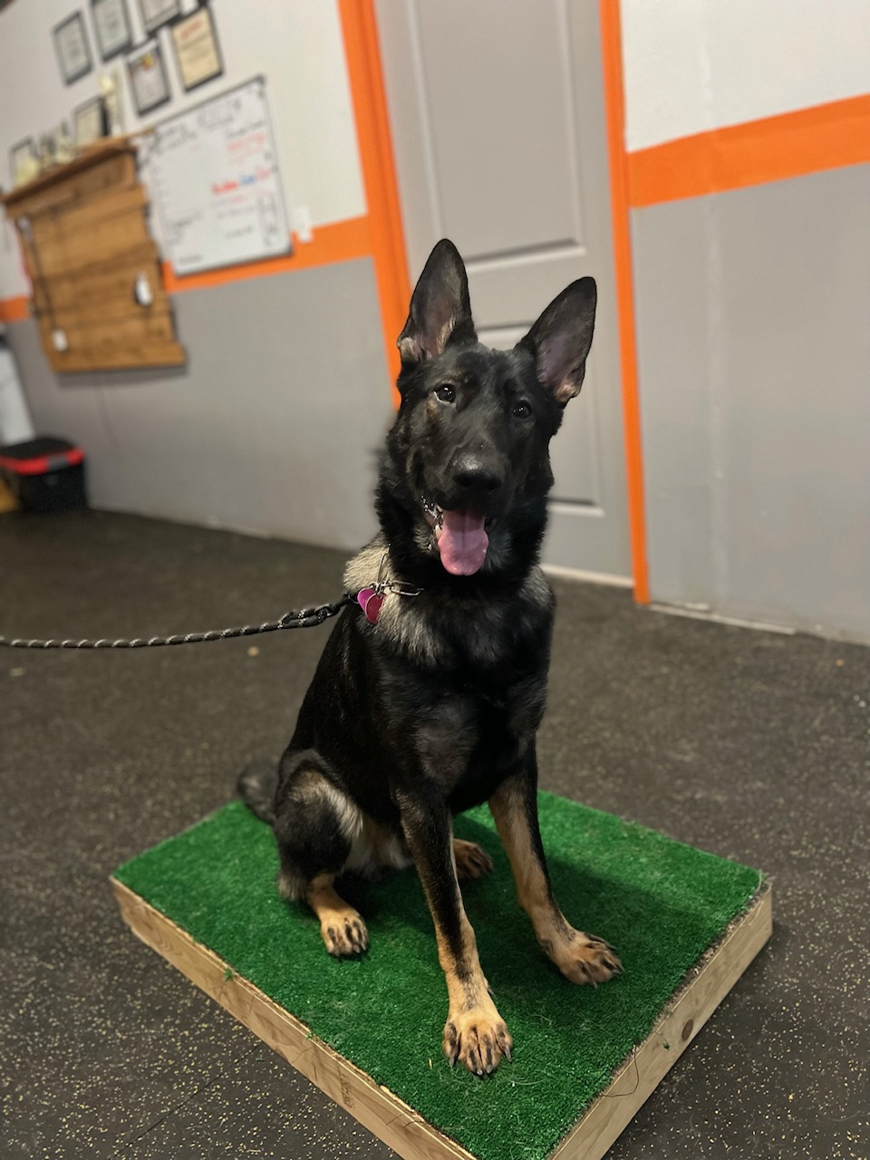 Czech German Shepherd